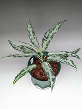 LA便ネームド株 氷肌玉骨 【LA0816-03j】増殖株の増殖　★アグラオネマ　ピクタム　Aglaonema pictum★_画像5