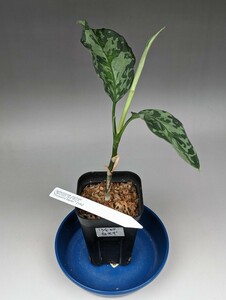 TB便ネームド株　白モザイク　Aglaonema pictum CW1302白モザイク　正規株増殖　★アグラオネマ　ピクタム★