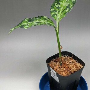 TB便ネームド株 ルビノフ GW1707 Aglaonema pictum 増殖株の増殖★アグラオネマ ピクタム★の画像1