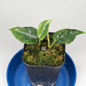 オリジナル交配株 HF003_C個体 2本立ち★アグラオネマ ピクタム Aglaonema pictum★の画像2