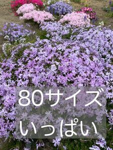 芝桜薄紫　抜き苗　80サイズいっぱい