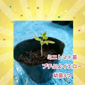 プチぷよイエロー ミニトマト 幼苗 家庭菜園 ミニトマト苗