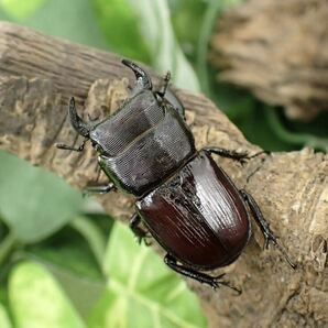 【Sparkle Beetle】デンティクルスゲンシミヤマ ♂28mm♀27mmペア(ミヤマクワガタ)の画像1