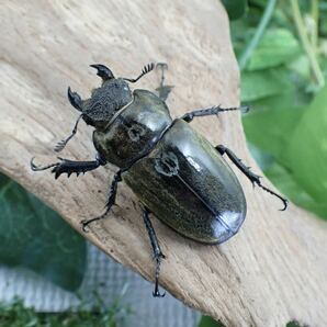 【Sparkle Beetle】ルニフェルミヤマ(シスネリ産)♂77mm♀45mmペア(ミヤマクワガタ)の画像4