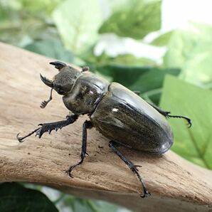 【Sparkle Beetle】ルニフェルミヤマ(シスネリ産)♂77mm♀45mmペア(ミヤマクワガタ)の画像5