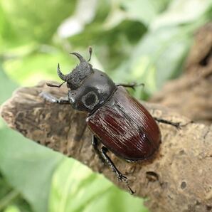【Sparkle Beetle】デンティクルスゲンシミヤマ ♂28mm♀27mmペア(ミヤマクワガタ)の画像4