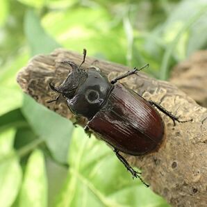 【Sparkle Beetle】デンティクルスゲンシミヤマ ♂28mm♀27mmペア(ミヤマクワガタ)の画像3