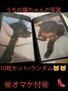 うちの猫ちゃんの写真/10枚セット/ランダム/オマケ付