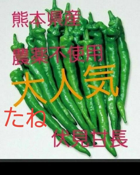 熊本県産 家庭用伏見甘長　甘とうがらし　農薬不使用　種　10粒