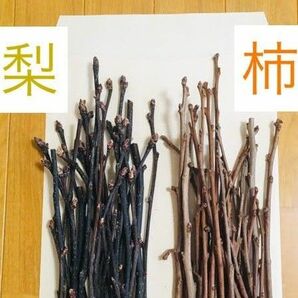 梨枝 柿枝 2種セット 農薬不使用 ★ かじり木 素材 天然 自然木 チンチラ ハムスター リス うさぎ ウサギ 草木 樹木染め