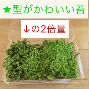 苔 【2倍量】初心者向け 陸上 ★ コケ テラリウム 苔玉 盆栽 寄せ植え モス ガーデニング 室内 庭 春 両生類 ビオトープ