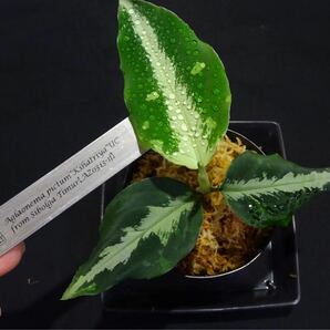 Aglaonema pictum Kshatriya UC from sibolga timur 【AZ0313-1f】 アグラオネマ クシャトリヤの画像2