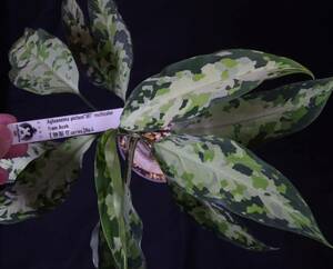 Aglaonema pictum 卯mulchcolor from Aceh 【無限∞草series】No.4 アグラオネマ