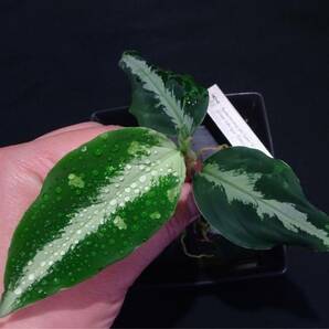 Aglaonema pictum Kshatriya UC from sibolga timur 【AZ0313-1f】 アグラオネマ クシャトリヤの画像3