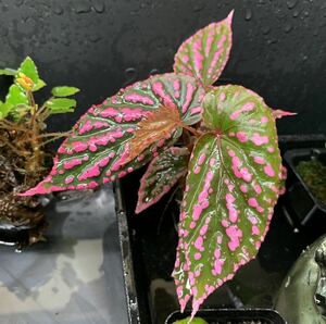 ベゴニア ネグロセンシス Begonia negrosensis 特濃ピンク 熱帯植物 パルダリウム ビバリウム テラリウム等に