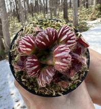 Cephalotus follicularis very nice dark cione CS ・セファロタス・ベリーナイスダーク・食虫植物・観葉植物・パルダリウム・山野草_画像4