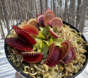 Dionaea muscipula ”Dracula” CK・ハエトリソウ・ドラキュラ・食虫植物・観葉植物・山野草・パルダリウム・ビバリウム・熱帯植物