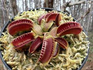 Dionaea muscipula ”Jaws Smiley”・ハエトリソウ・ジョーズ スマイリー・食虫植物・観葉植物・パルダリウム・山野草・ビバリウム