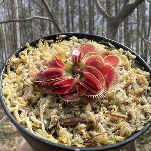 Dionaea muscipula ・ハエトリソウ 姫 ・食虫植物・観葉植物・熱帯植物・パルダリウム・山野草・ビバリウムの画像2