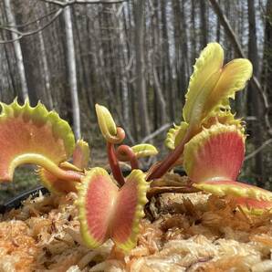 Dionaea muscipula ”Damballa”・ハエトリソウ・ダンバラ・食虫植物・観葉植物・パルダリウム・山野草・ビバリウムの画像1