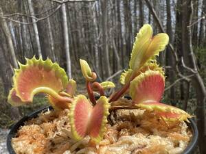 Dionaea muscipula ”Damballa”・ハエトリソウ・ダンバラ・食虫植物・観葉植物・パルダリウム・山野草・ビバリウム