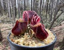 Cephalotus follicularis ”seedling Hummers Giant”・セファロタス・ハマーズジャイアント・食虫植物・観葉植物・熱帯植物・山野草_画像4