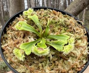 Dionaea muscipula ”pompom” ・ハエトリソウ　ポンポン・食虫植物・観葉植物・熱帯植物・パルダリウム・山野草・ビバリウム