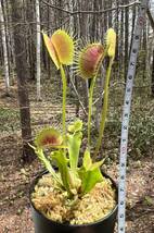 Dionaea muscipula ”Spider”・ハエトリソウ・スパイダー・食虫植物・観葉植物・熱帯植物・パルダリウム・山野草・ビバリウム_画像8