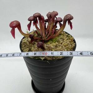Darlingtonia californica”seedgrown.red alpine form”・レッドアルパインフォーム・ダーリングトニア・食虫植物・観葉植物・山野草の画像10
