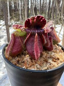 Cephalotus follicularis ”Fred Howell Gian・セファロタス フレッドハウル ジャイアント・食虫植物・観葉植物・熱帯植物・山野草