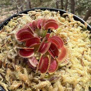 Dionaea muscipula ・ハエトリソウ 姫 ・食虫植物・観葉植物・熱帯植物・パルダリウム・山野草・ビバリウムの画像7