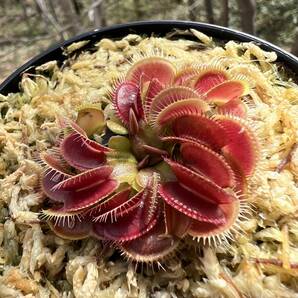 Dionaea muscipula ・ハエトリソウ 姫 ・食虫植物・観葉植物・熱帯植物・パルダリウム・山野草・ビバリウムの画像4