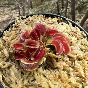 Dionaea muscipula ・ハエトリソウ 姫 ・食虫植物・観葉植物・熱帯植物・パルダリウム・山野草・ビバリウムの画像6