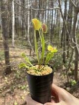 Dionaea muscipula ”Spider”・ハエトリソウ・スパイダー・食虫植物・観葉植物・熱帯植物・パルダリウム・山野草・ビバリウム_画像4