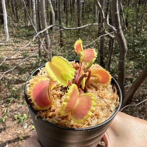 Dionaea muscipula ”Damballa”・ハエトリソウ・ダンバラ・食虫植物・観葉植物・パルダリウム・山野草・ビバリウムの画像8