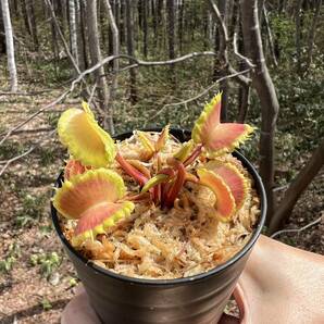 Dionaea muscipula ”Damballa”・ハエトリソウ・ダンバラ・食虫植物・観葉植物・パルダリウム・山野草・ビバリウムの画像5