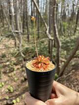 Drosera chimaera・ドロセラ　キメラ・食虫植物・観葉植物・熱帯植物・パルダリウム・山野草・ビバリウム_画像6