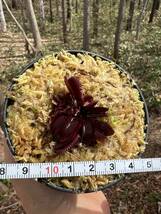 Dionaea muscipula ”Mr Black” MC・ハエトリソウ・ミスターブラック・食虫植物・観葉植物・熱帯植物・パルダリウム・山野草_画像9