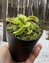 Dionaea muscipula ”Carnivoria Ramesse I”・ハエトリソウ・ラムセス1世・食虫植物・観葉植物・パルダリウム・山野草・ビバリウム_画像7