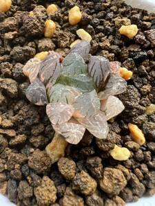 多肉植物 ハオルチア オブツーサ錦 ショキング紫オブツーサ錦 秋思