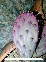 opuntia macrocentra var.minor オプンチア サボテン ウチワサボテン 多肉植物 アガベ_画像2