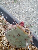 opuntia violacea v.macrocentra 'long spine オプンチア サボテン ウチワサボテン 多肉植物 アガベ ユーフォルビア_画像2