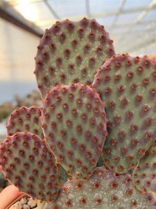 opuntia rufida purple オプンチア サボテン 多肉植物 アガベ ウチワサボテン