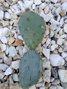 輸入苗 opuntia macrocentra オプンチア サボテン 多肉植物 アガベ ユーフォルビア 団扇サボテン