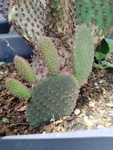 opuntia rufida purple オプンチア サボテン 多肉植物 ウチワサボテン アガベ ユーフォルビア_画像2