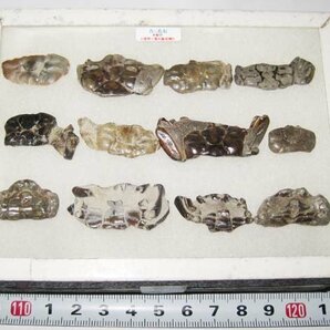 日本の化石 千葉県幕張のカニ化石/たくさん 一ケースの画像4