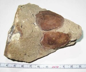 日本の化石　愛媛県松山市湯山青波の二枚貝/両殻