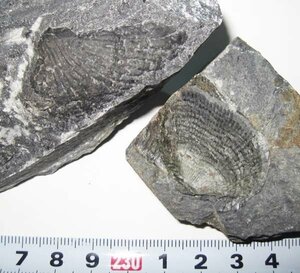 日本の化石　岩手県鬼丸の腕足類/ユニスピリファーとブクストニアの２種セット