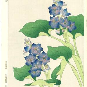 真作保証　河原崎奨堂 木版画 　#125 水葵 Water hyacinth 　花版画　　初版昭和中期～ 京都らしい花版画の美をご自宅でお楽しみください。