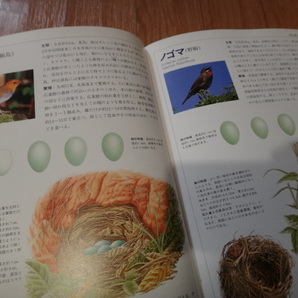 専門書 鳥類図鑑 日本の野鳥 巣と卵図鑑 世界文化社の画像6